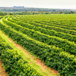 Gestão de riscos climáticos na agricultura: João Eustáquio De Almeida Junior analisa como enfrentar o clima imprevisível com estratégia e planejamento.