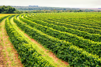Gestão de riscos climáticos na agricultura: João Eustáquio De Almeida Junior analisa como enfrentar o clima imprevisível com estratégia e planejamento.
