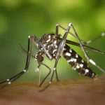 Imagem em close de um mosquito Aedes sobre a pele humana.
