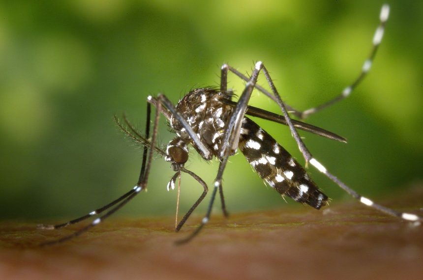 Imagem em close de um mosquito Aedes sobre a pele humana.
